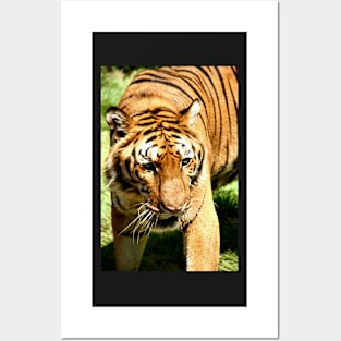 Female Bengal Tiger Stalking Posters and Art